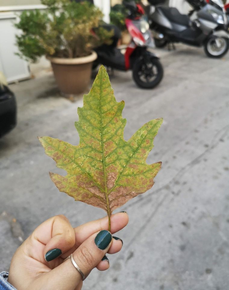 A leaf in Rhodes